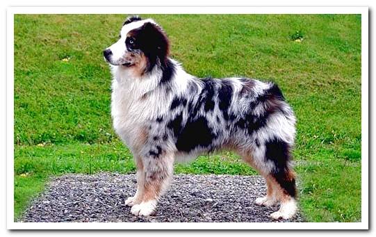 australian shepherd dog