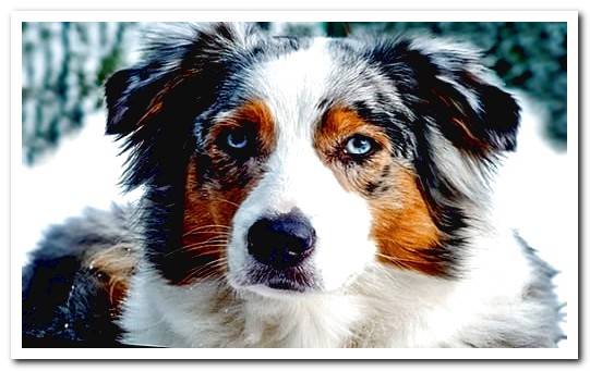 australian sheepdog