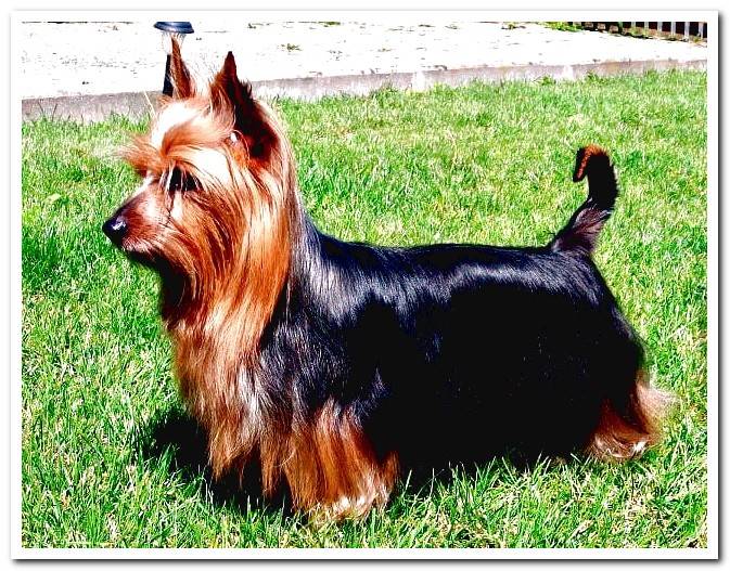 Australian-silky-terrier