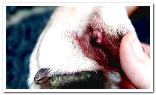 Warts in dogs - this is how they should be removed!