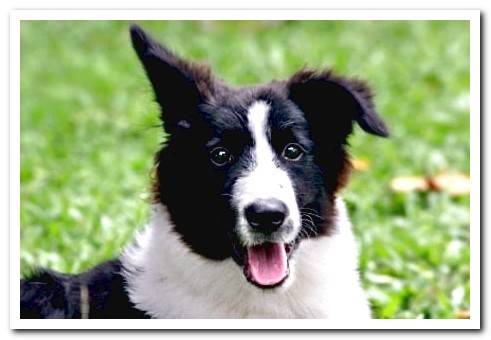 Border Collie with one ear raised