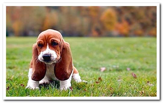 Basset Hound puppy