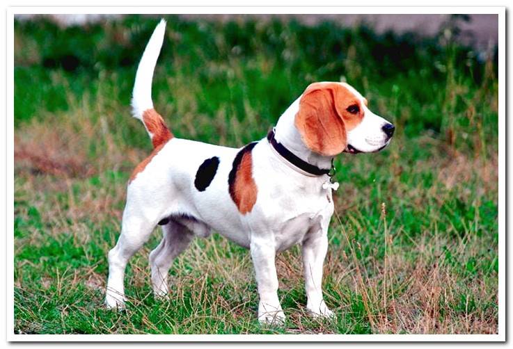 Beagle-Harrier