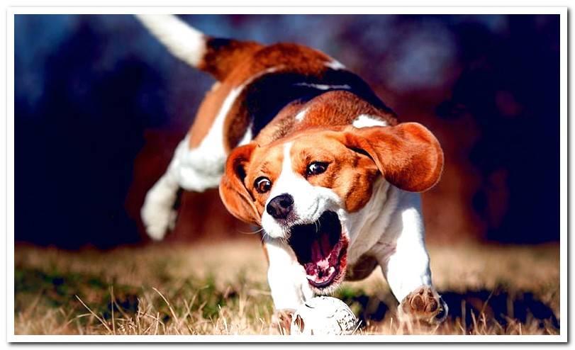 Beagle-Harrier-catching-a-ball