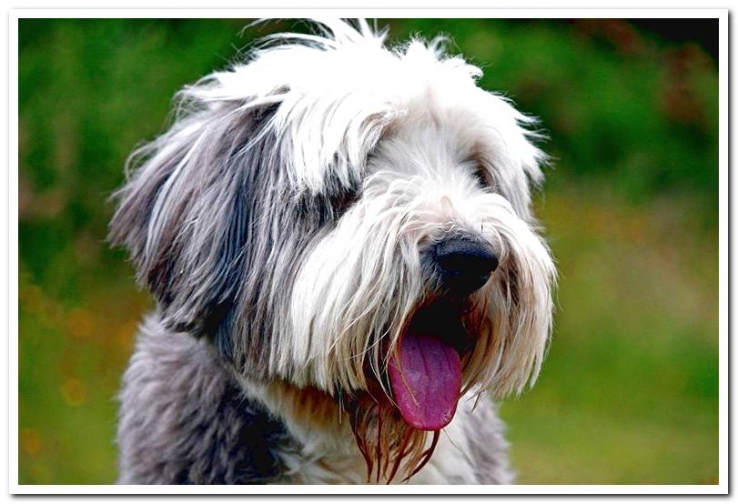 Bearded-collie