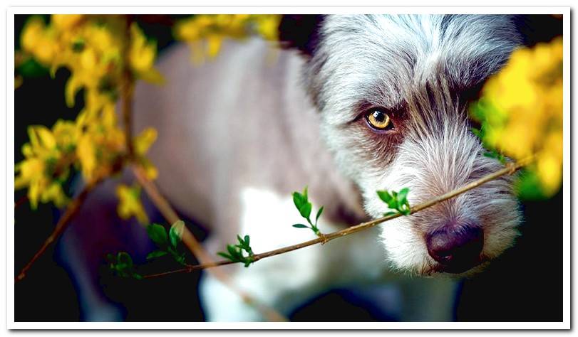 Characteristics and temperament of the Bearded Collie breed