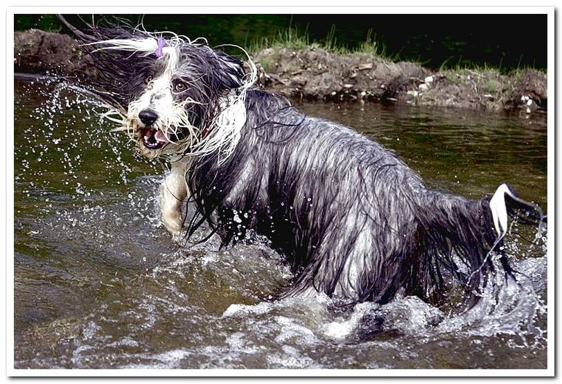 Bearded-collie-playing-in-the-water
