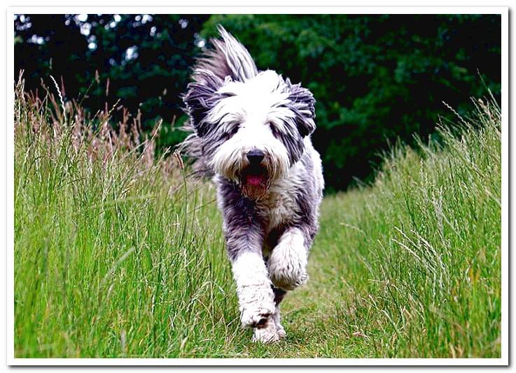 Bearded-Collie-Running