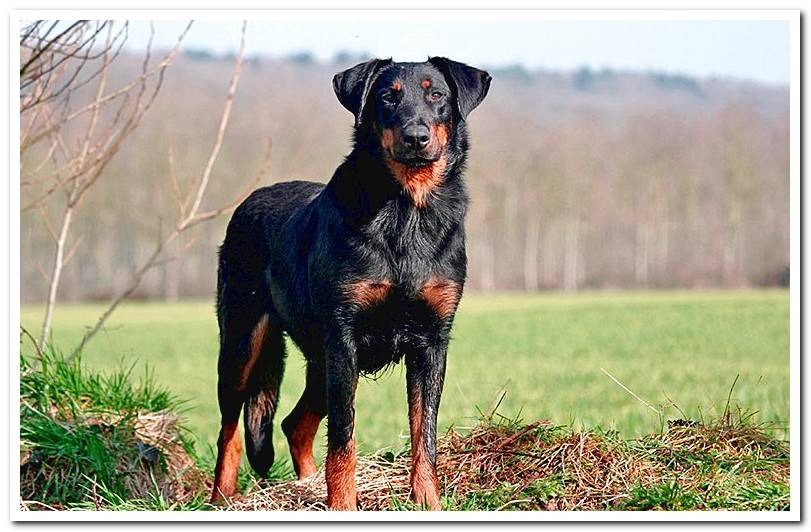 Beauceron-in-the-field