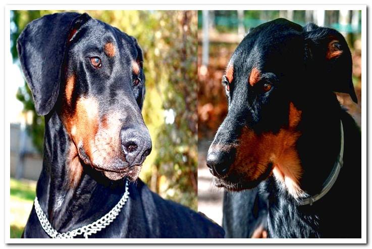 Beauceron-Vs-Doberman