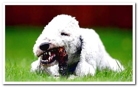 Bedlington Terrier eating a stick