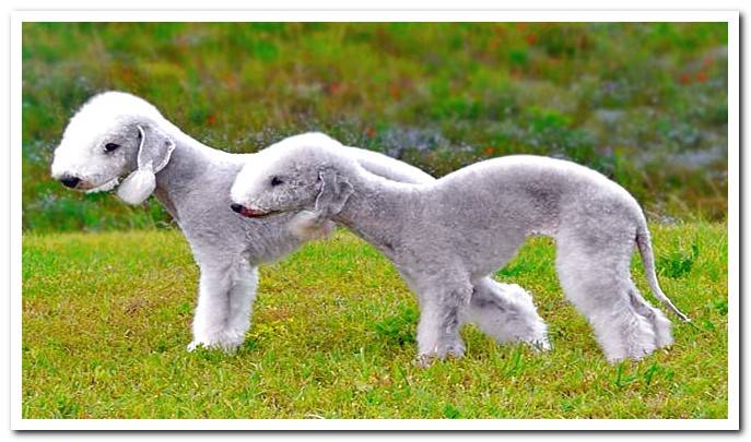 Bedlington Terrier