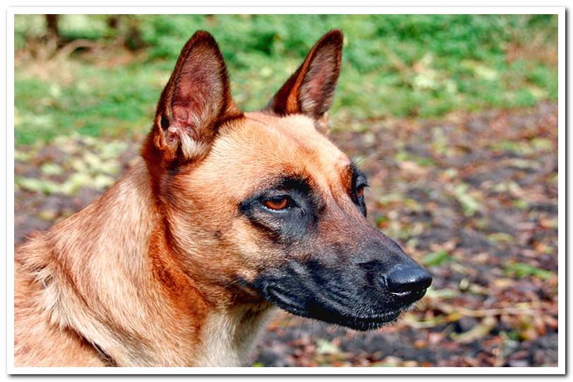 Belgian shepherd-dog