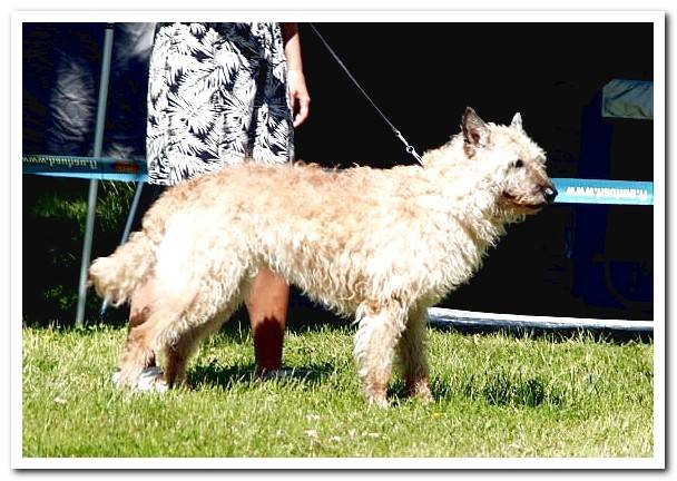 Belgian Shepherd-Laekenois