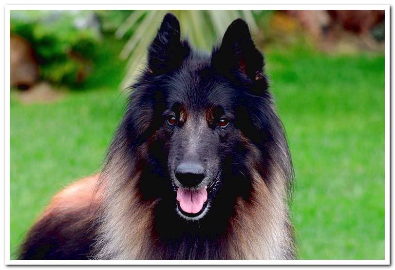 Belgian Shepherd-Tervueren