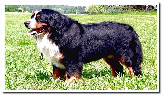 Bernese Mountain Dog