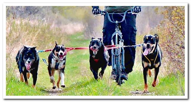 Bikejoring with various dogs