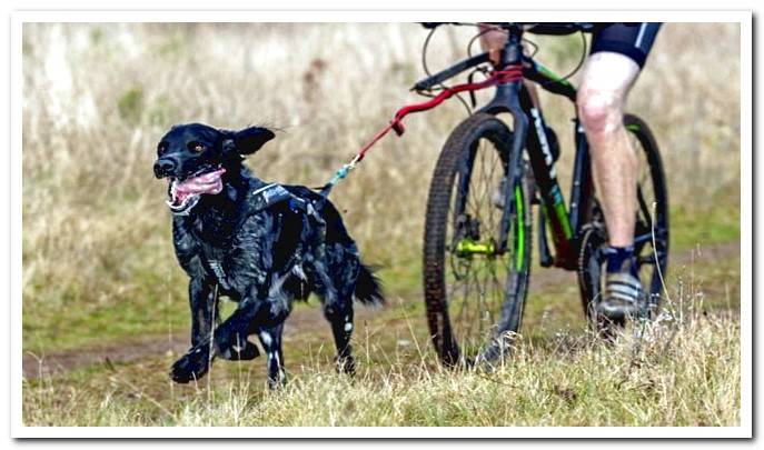 Dog practicing Bikejoring