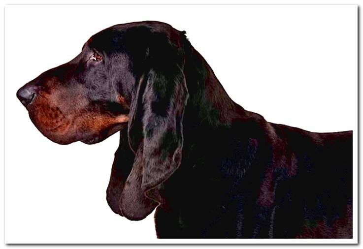 Black and Tan Coonhound