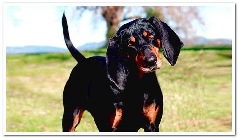 How is a Black and Tan Coonhound? Features and care