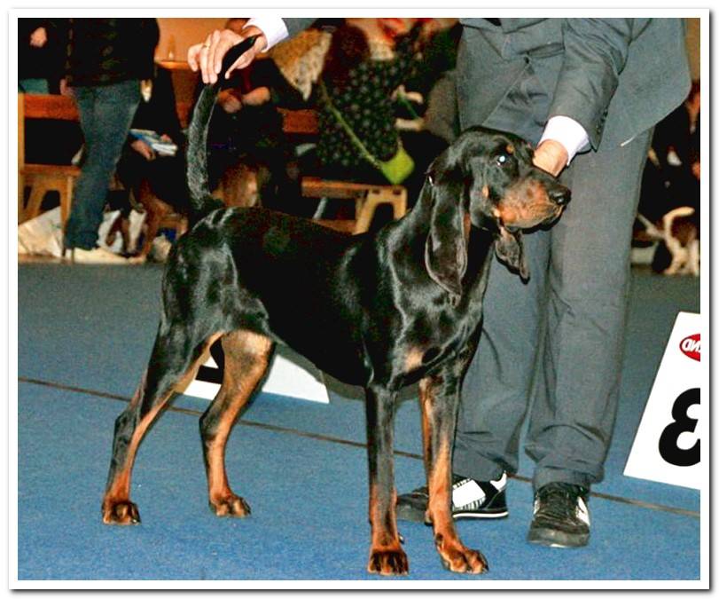 Black-and-so-coonhound