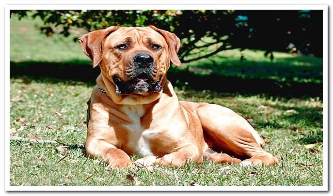 boerboel dog