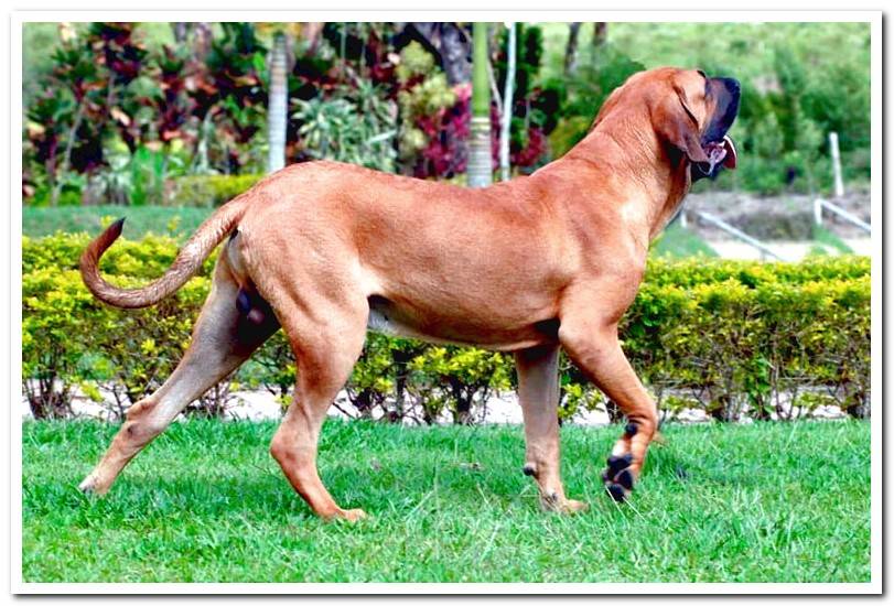 fila-brasileiro-playing