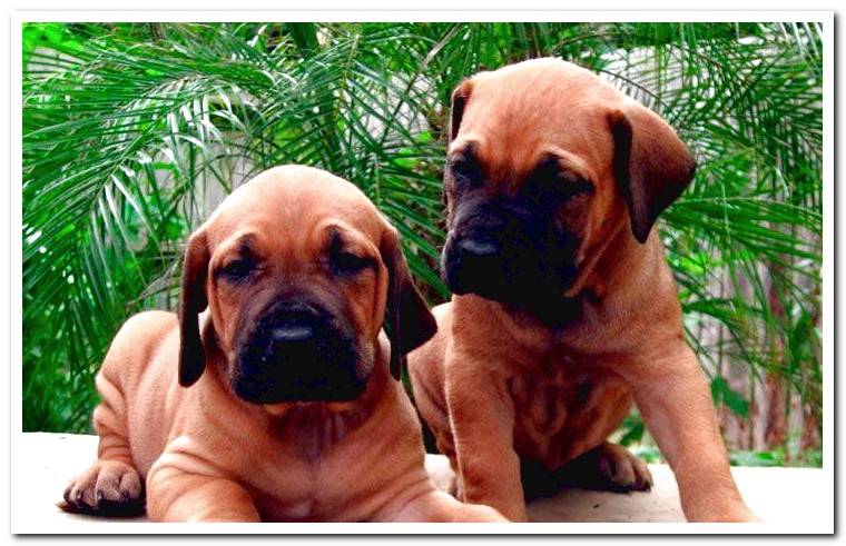 fila-brasileiro-cubs