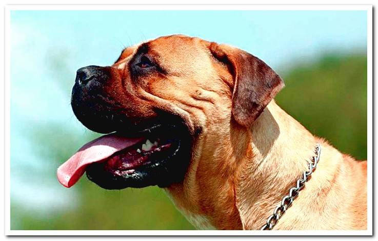 The Bullmastiff - Character, care and history