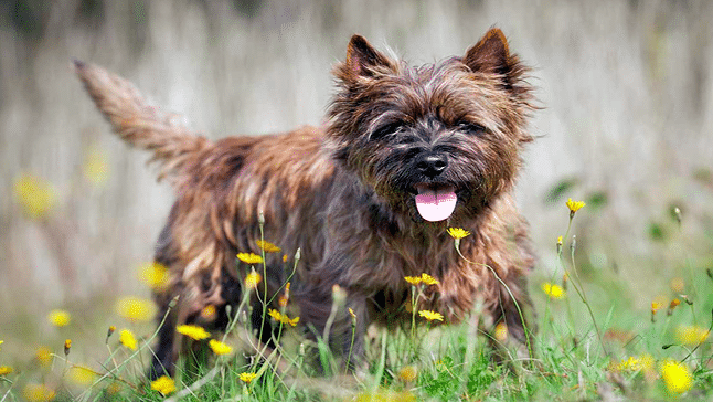 CAIRN TERRIER