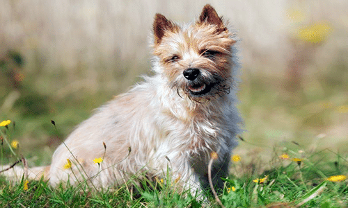 CAIRN TERRIER dog