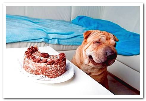 dog with a chocolate cake