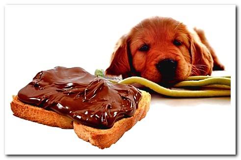 dog with nocilla toast