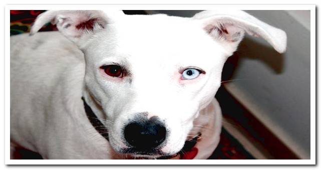 Canine heterochromia