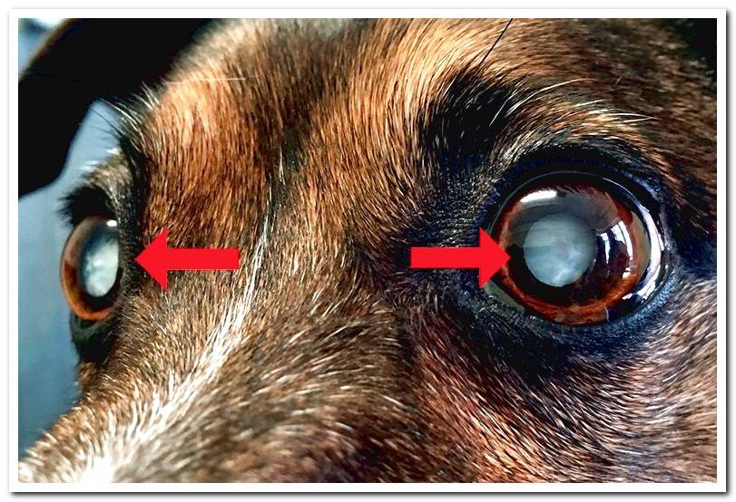 What causes cataracts in dogs? Origin, symptoms and treatment