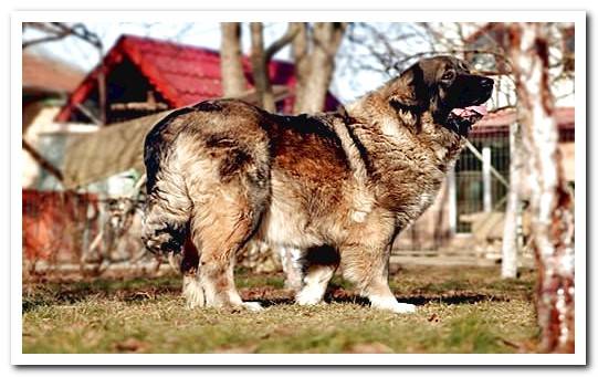 cacucasico shepherd in the garden