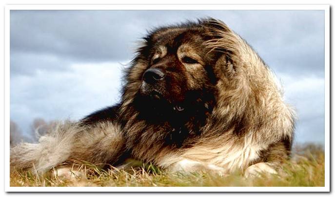 Caucasian Shepherd Dog