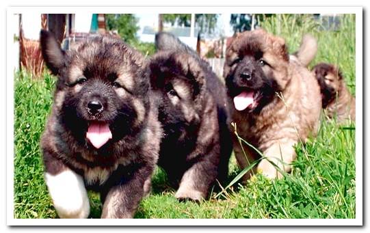 Caucasian Shepherd Puppies