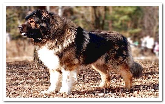 Caucasian Shepherd