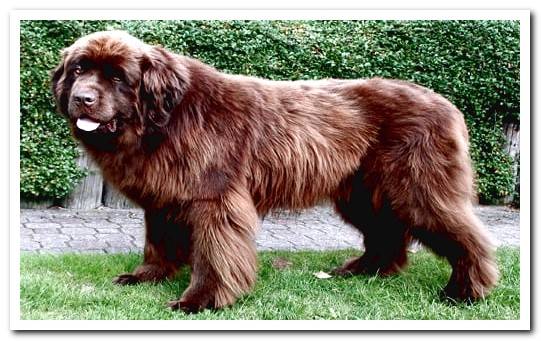 Caucasian dog breed