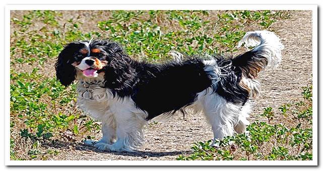 Cavalier King Charles Spaniel - Behavior and care of the breed