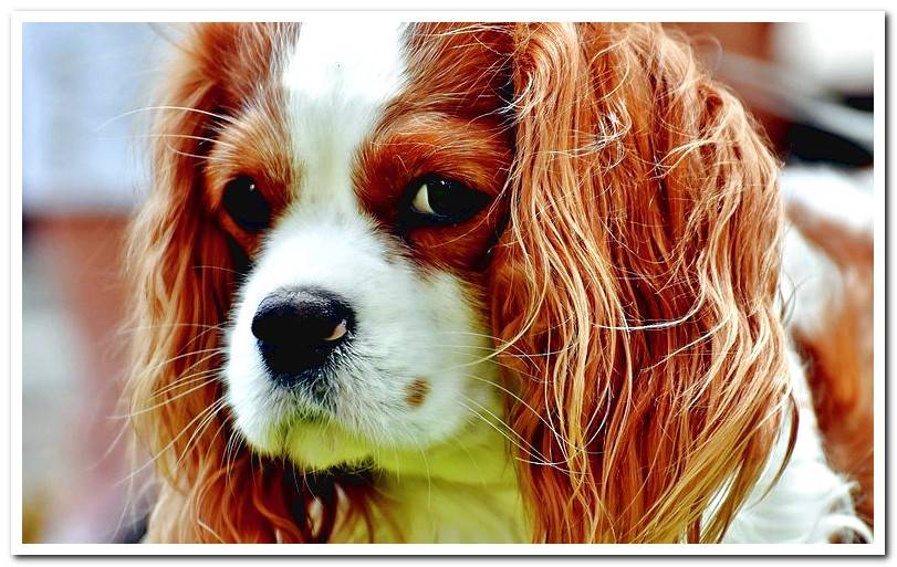 Cavalier King Charles Spaniel white and tan