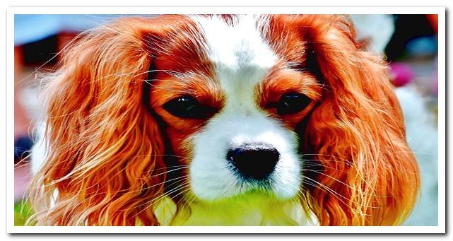 Cavalier King Charles Spaniel