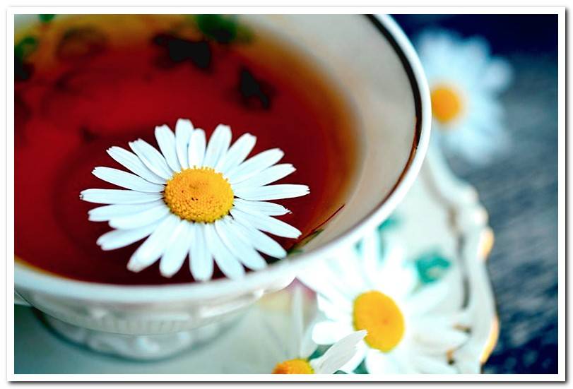 Chamomile infusion