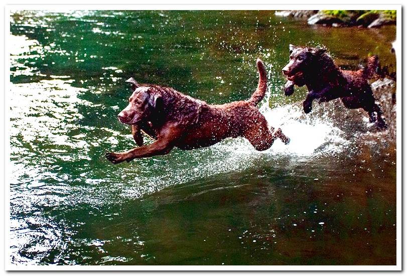 Retriever-de-Chesapeake-jumping-into-the-water