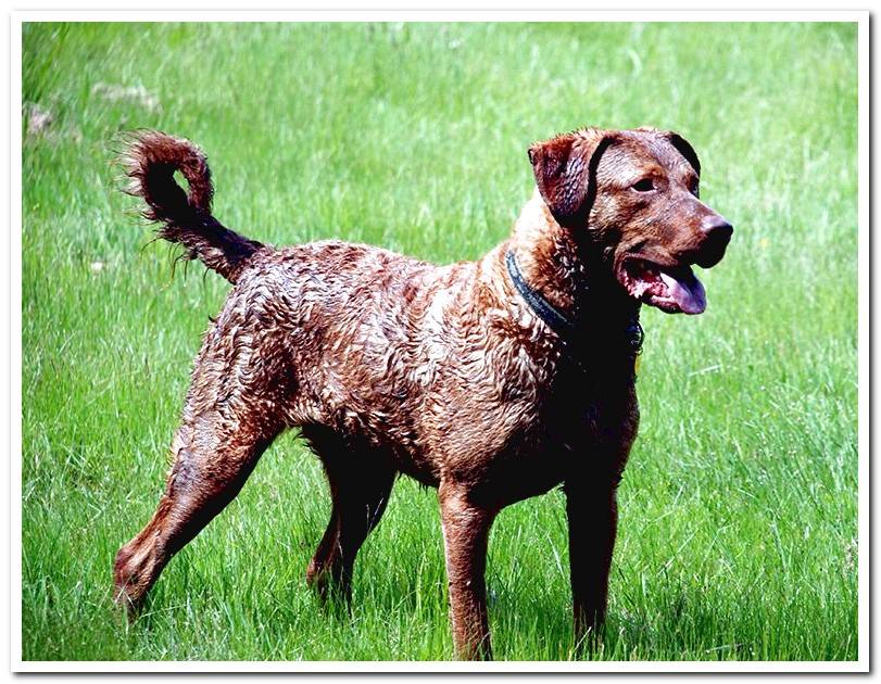 Chesapeake Retriever-breed-dog