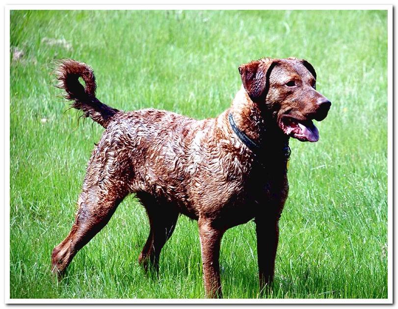 Chesapeake Retriever-breed-dog