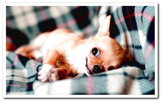 Chihuahua lying on the sofa