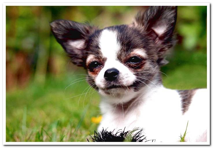 Chihuahua-in-the-garden