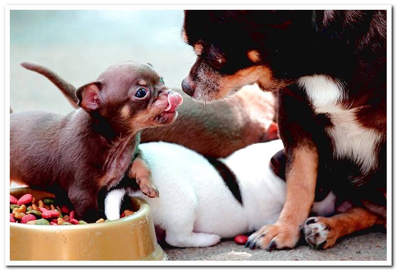 Chihuahua-puppy-eating-next-to-his-mother